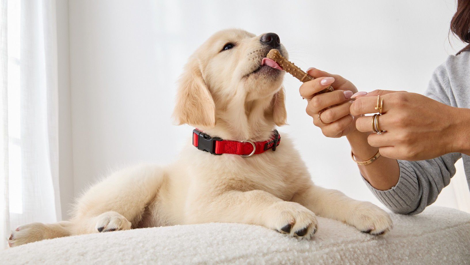 Puppy chewing a dog dental treat