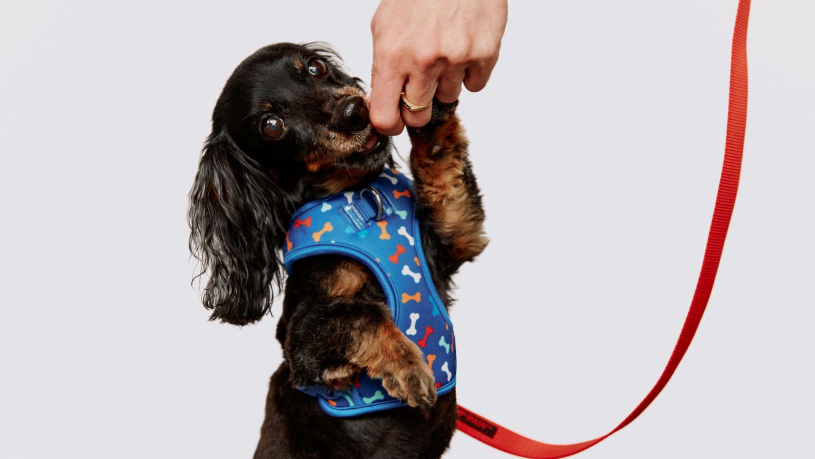 Dog taking a treat while wearing a harness 