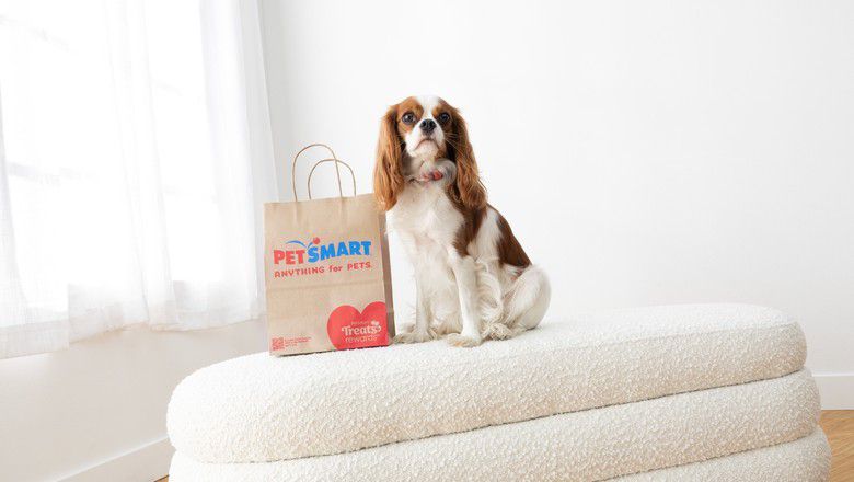 Cavalier King Charles Spaniel sitting next to a PetSmart shopping bag