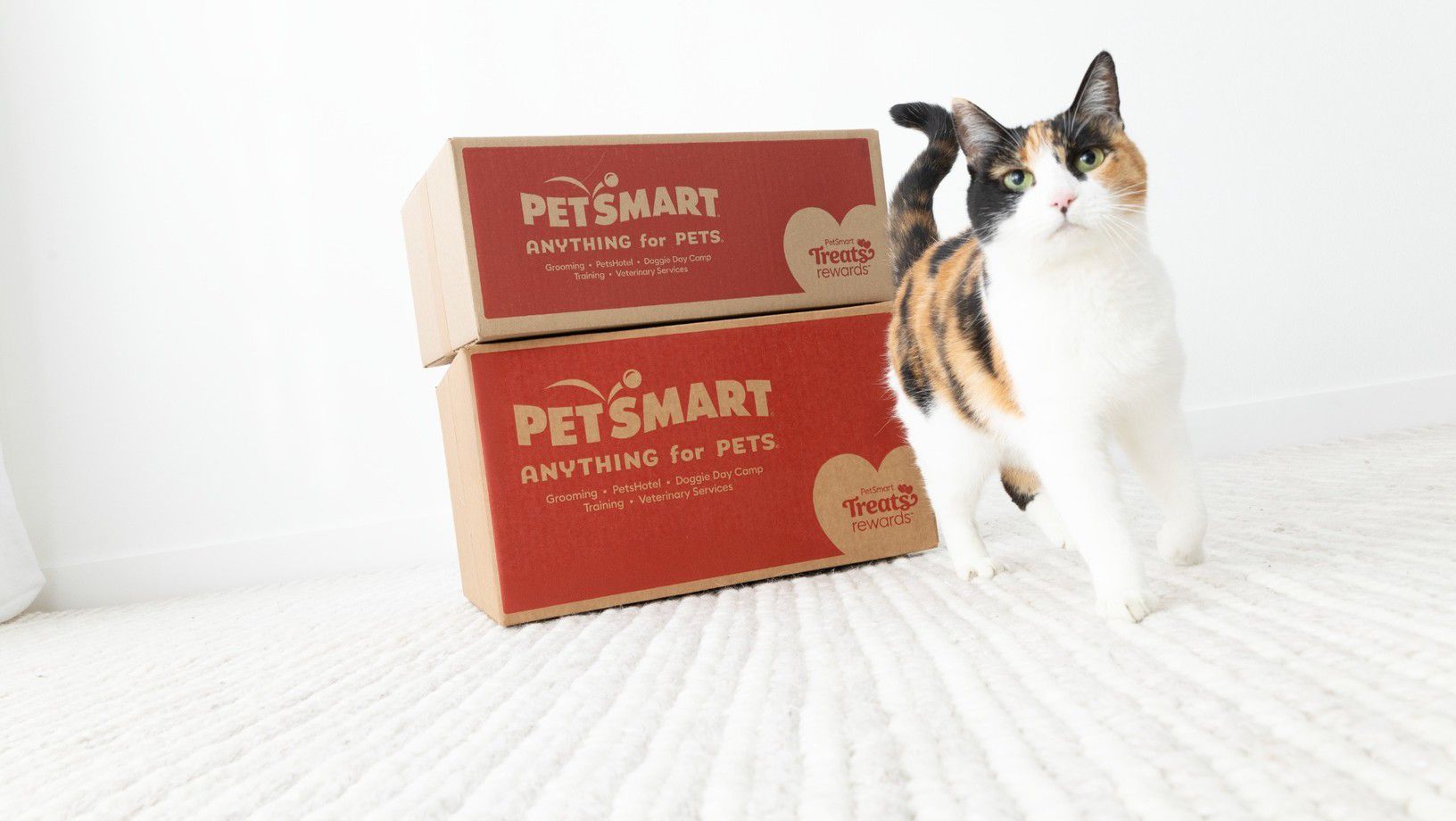 Cat walking past PetSmart Treats Rewards boxes