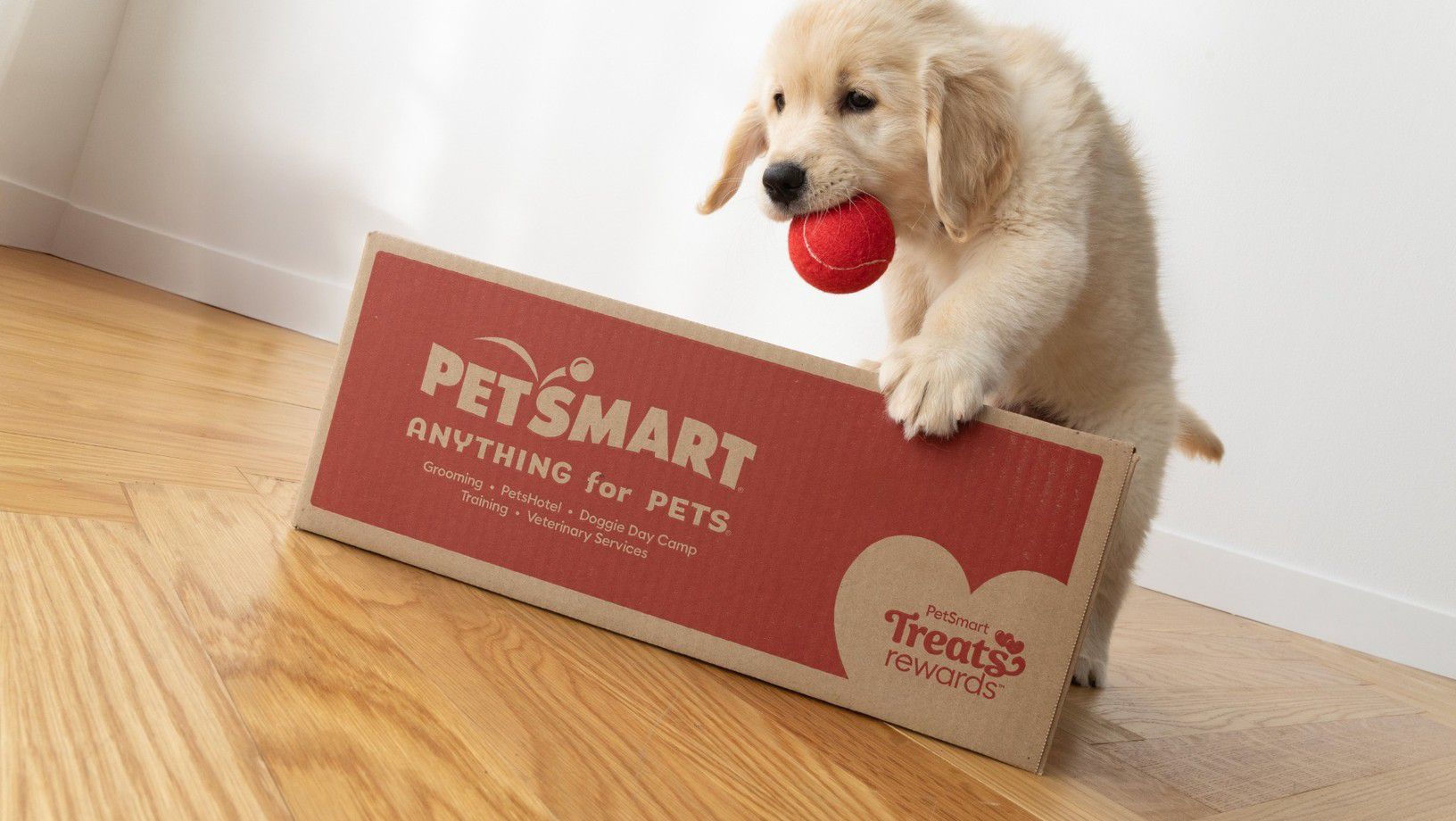 Puppy holding a toy beside a PetSmart Treats Rewards shipping box