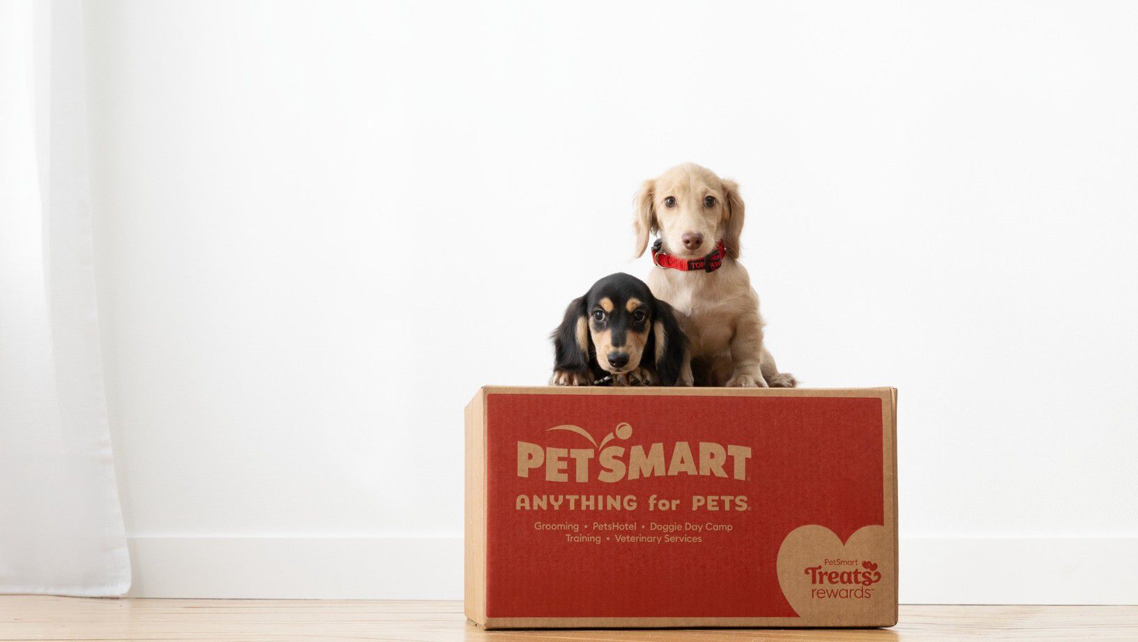 Two puppies sitting in a PetSmart Treats Rewards box