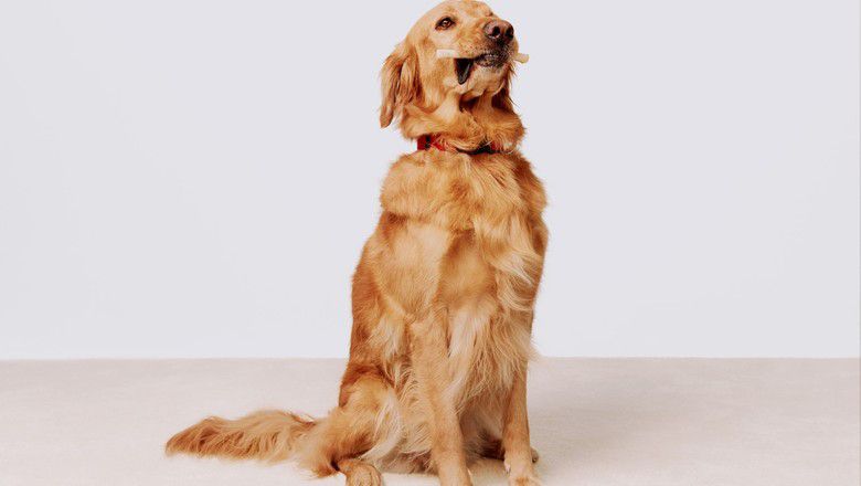Golden retriever sitting on the floor