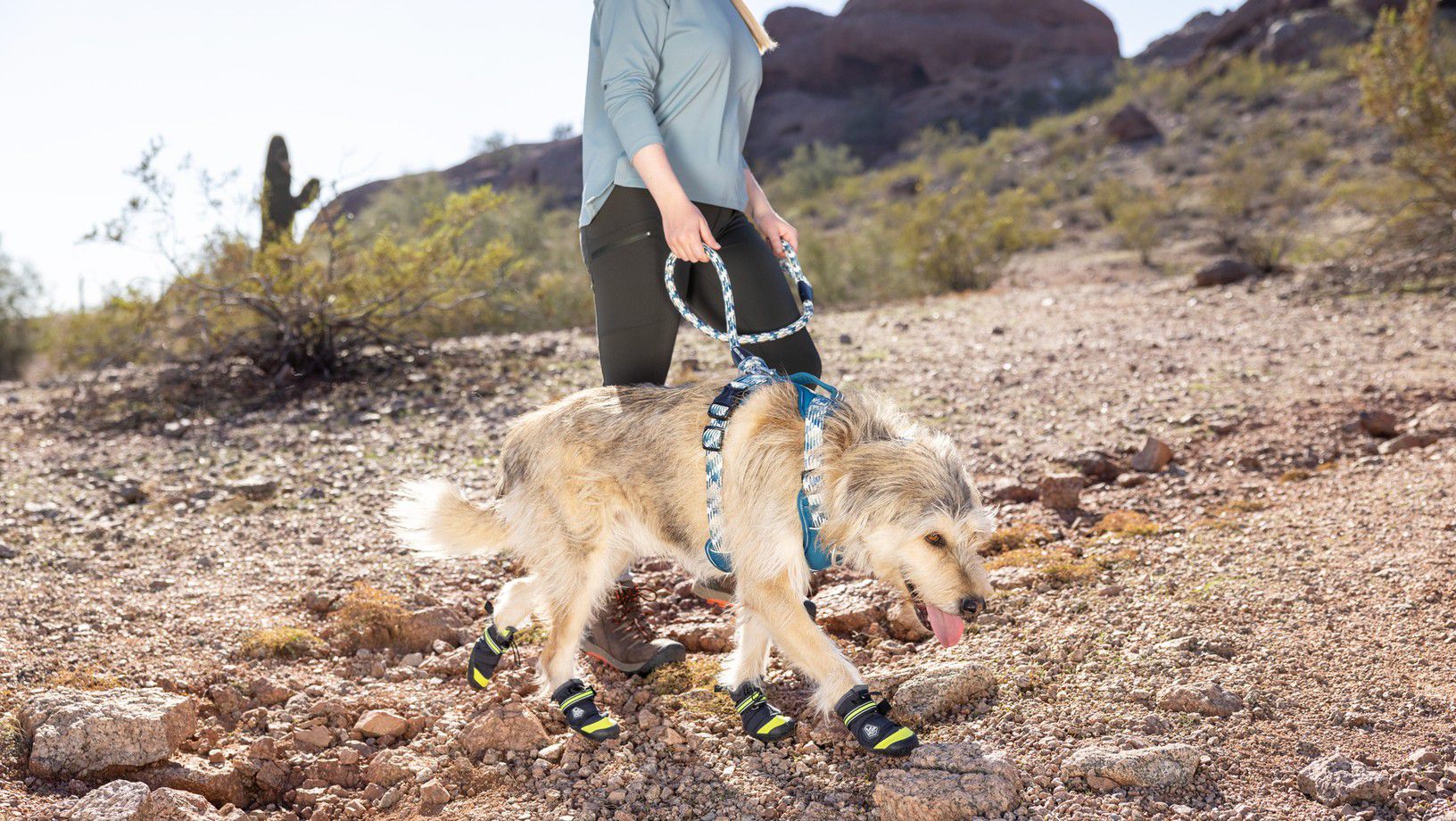 Dog wearing protective dog boots on a rocky hiking trail