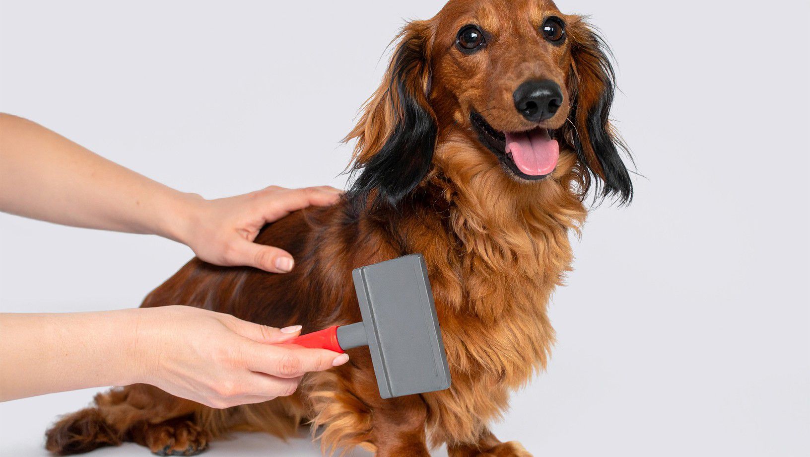Dog being brushed with a deshedding brush