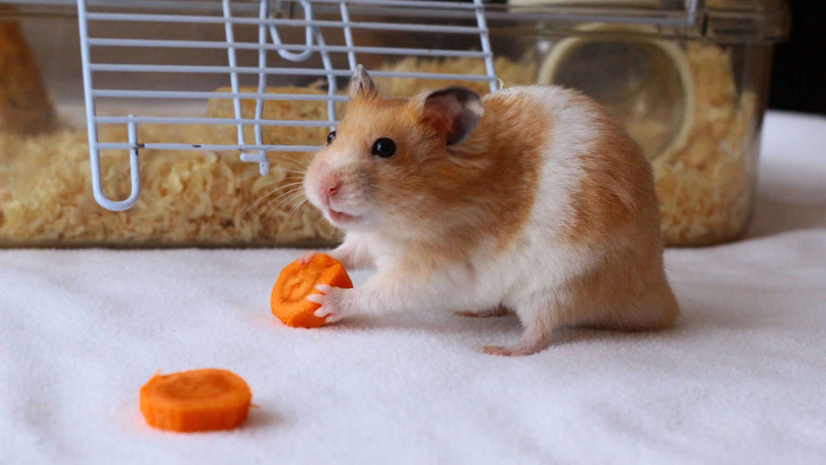 Hamster eating a carrot near its cage