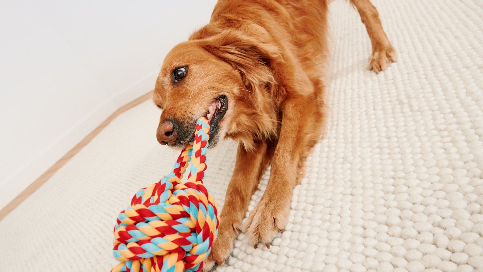 Golden retriever chewing on a colorful rope dog toy