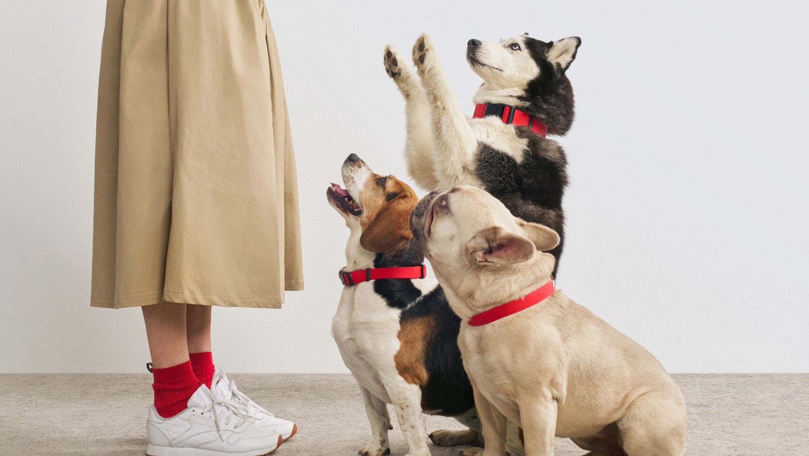 Three dogs sitting and raising paws during training session with owner