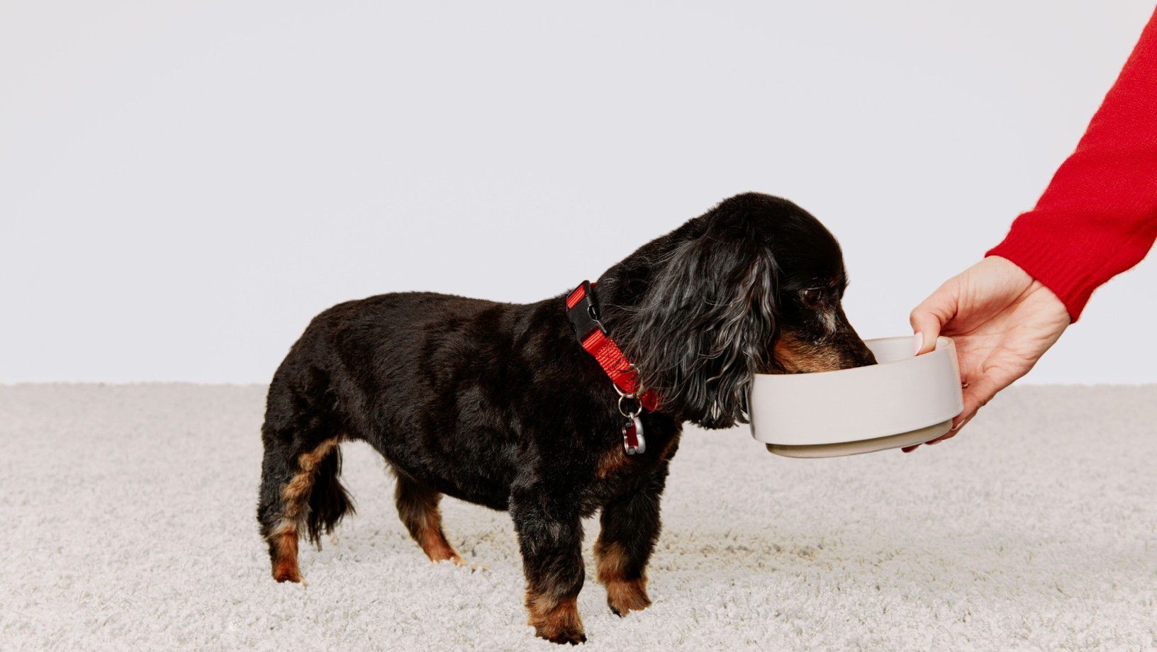 Dachshund eating from dog food bowl held by owner