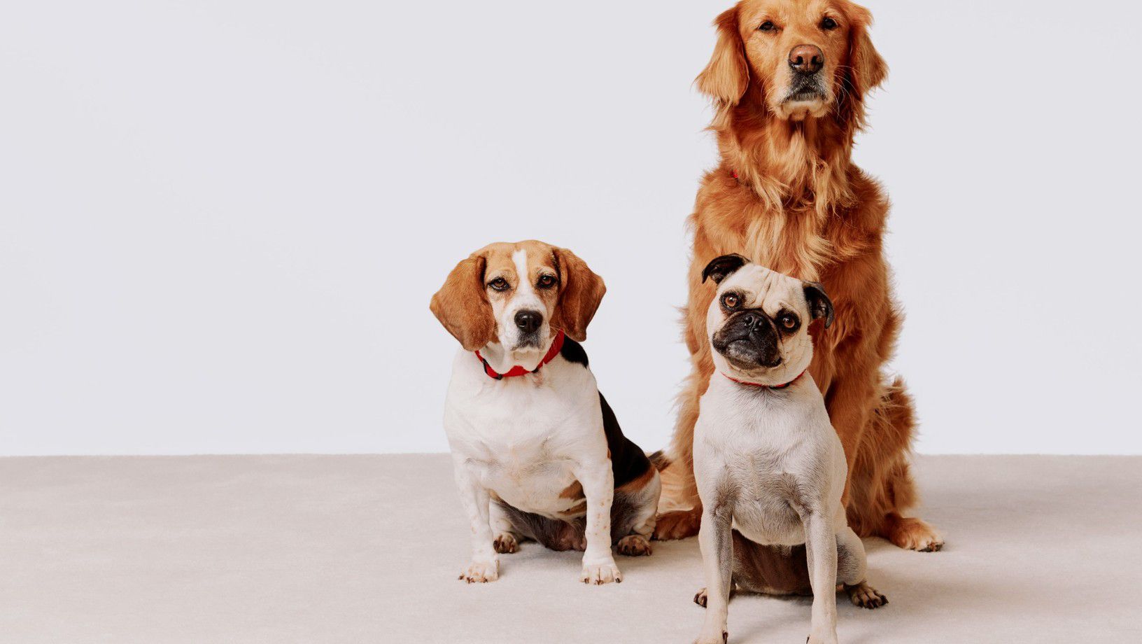 Three dogs of different breeds sitting together on a studio background
