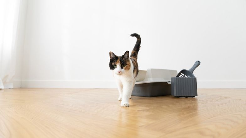 Cat walking away from a litter box with a litter scoop nearby