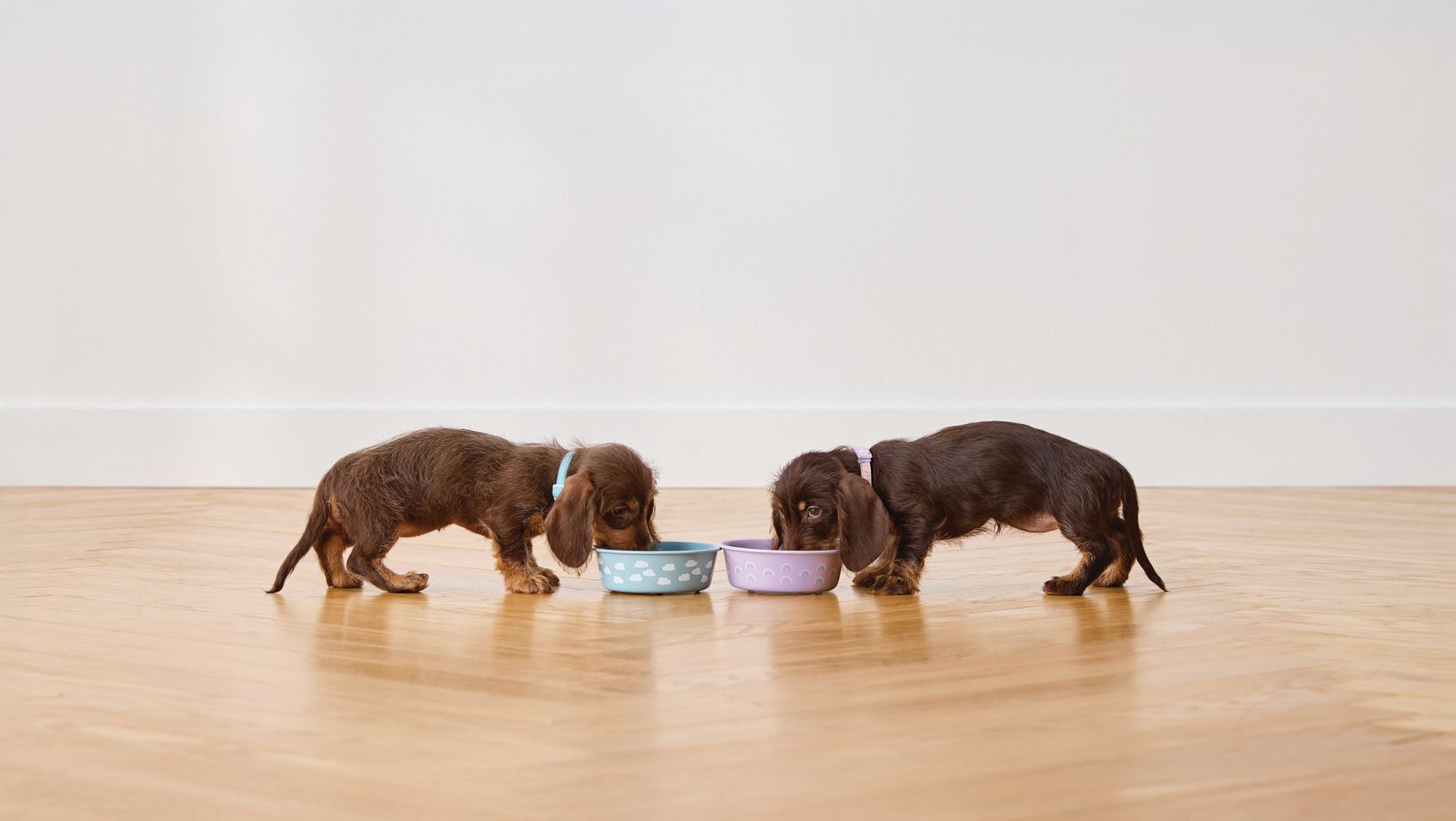 Puppies eating food from bowls