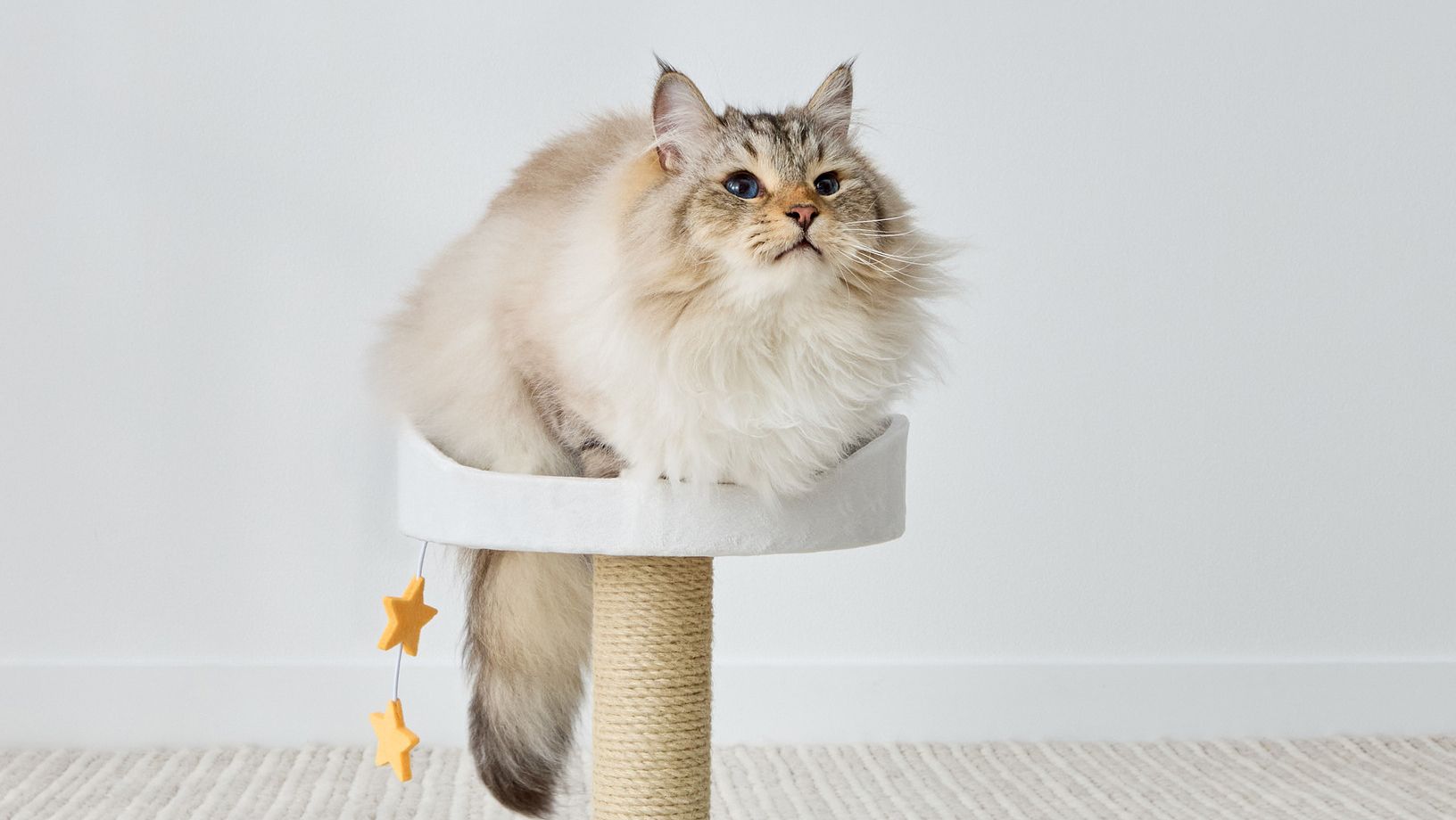 Fluffy cat laying on a cat tree indoors