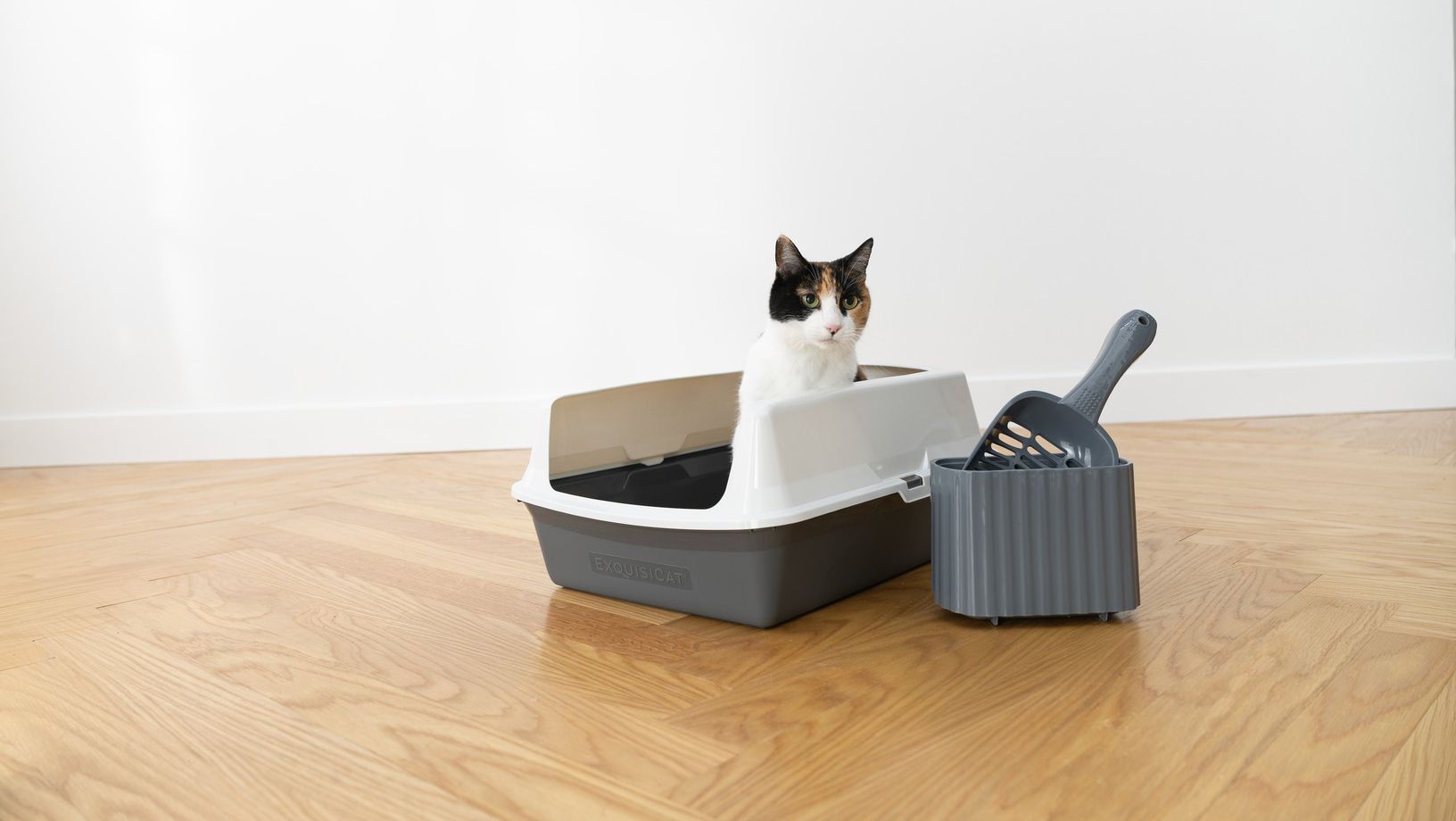 Cat sitting in a litter box with a litter scoop nearby