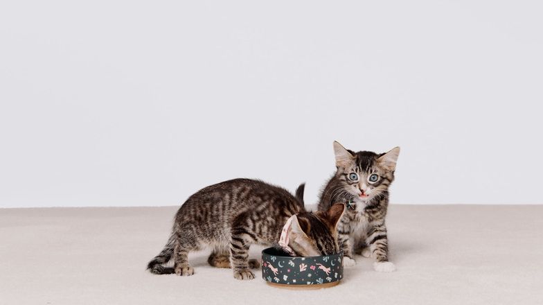 Kittens eating food from a bowl