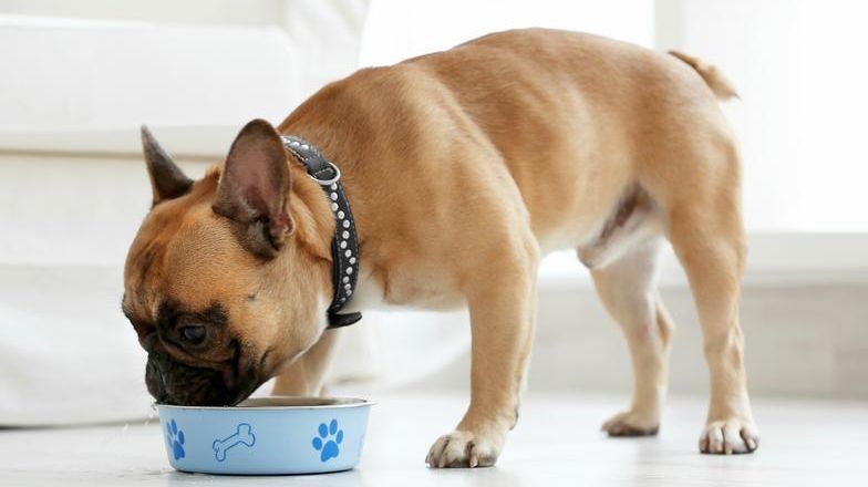 French bulldog eating from a food bowl indoors