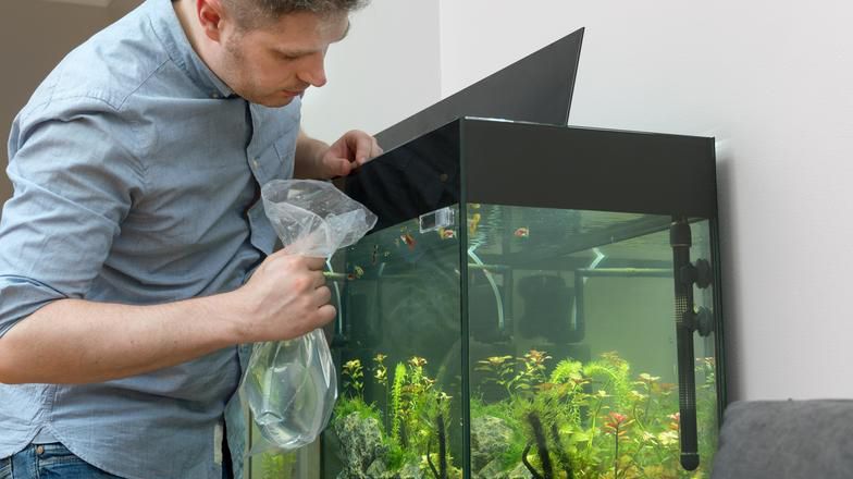 Placing fish into a home aquarium tank