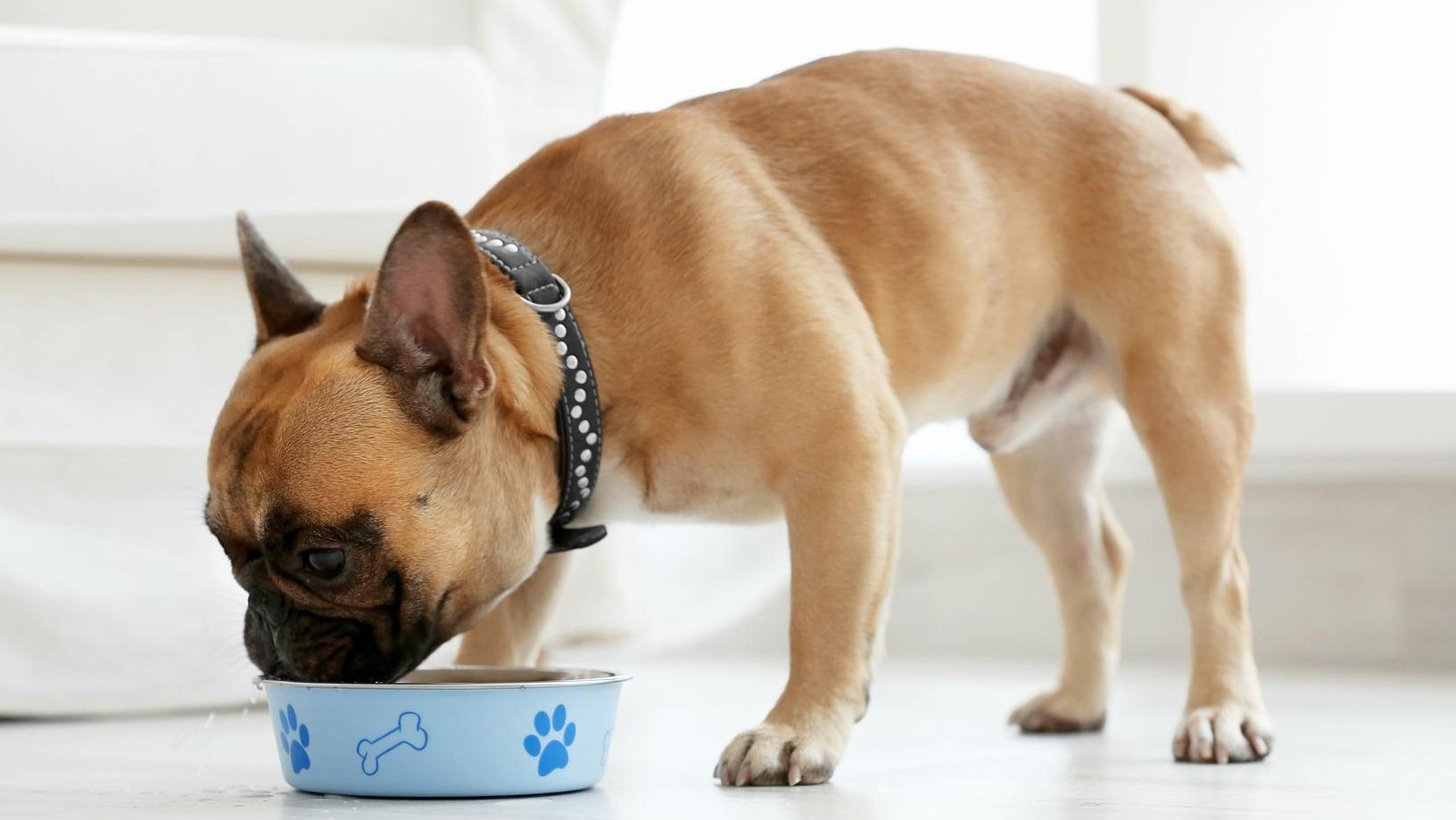 French bulldog eating from a food bowl indoors