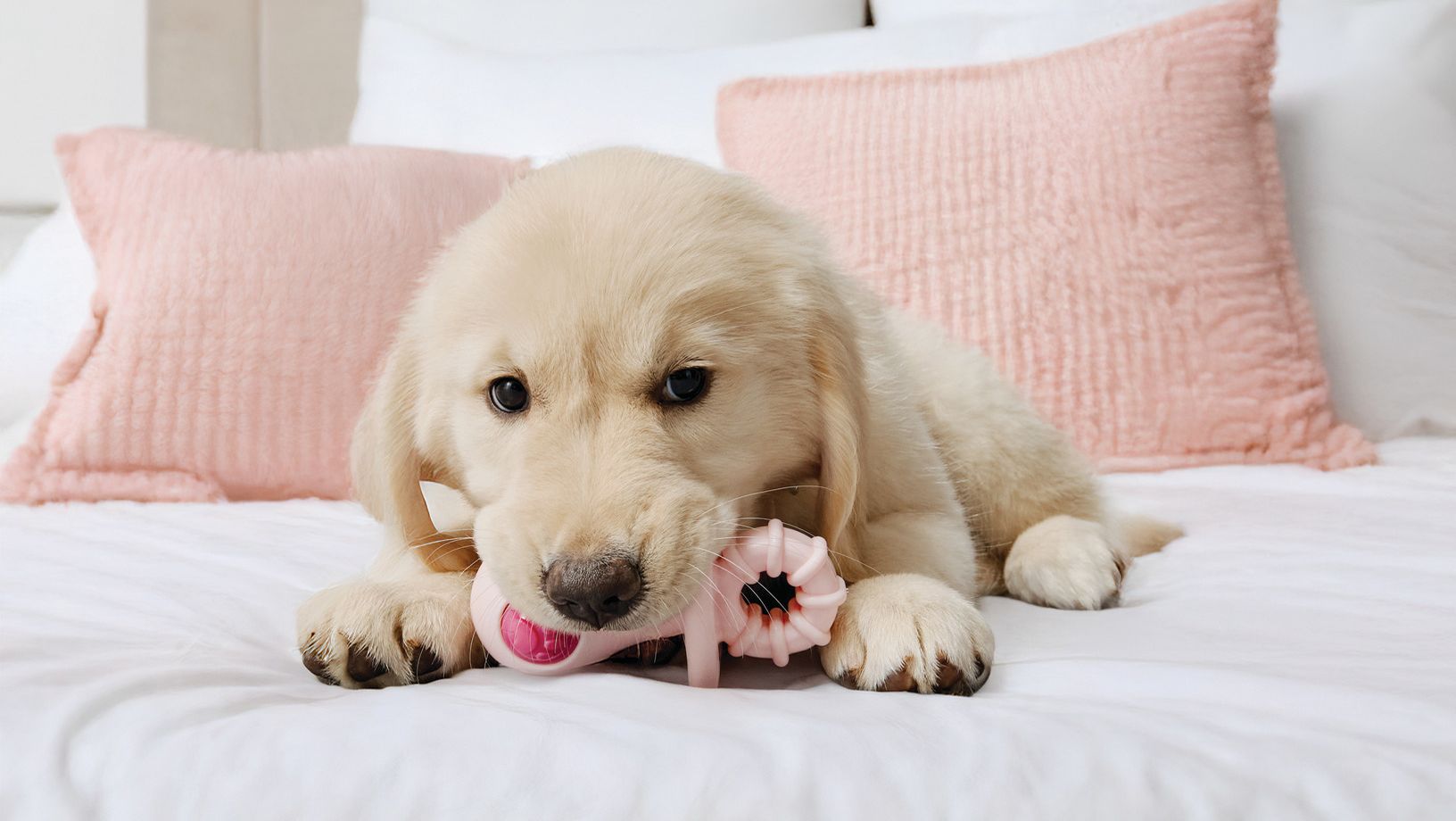 Puppy chewing a dog toy on a bed