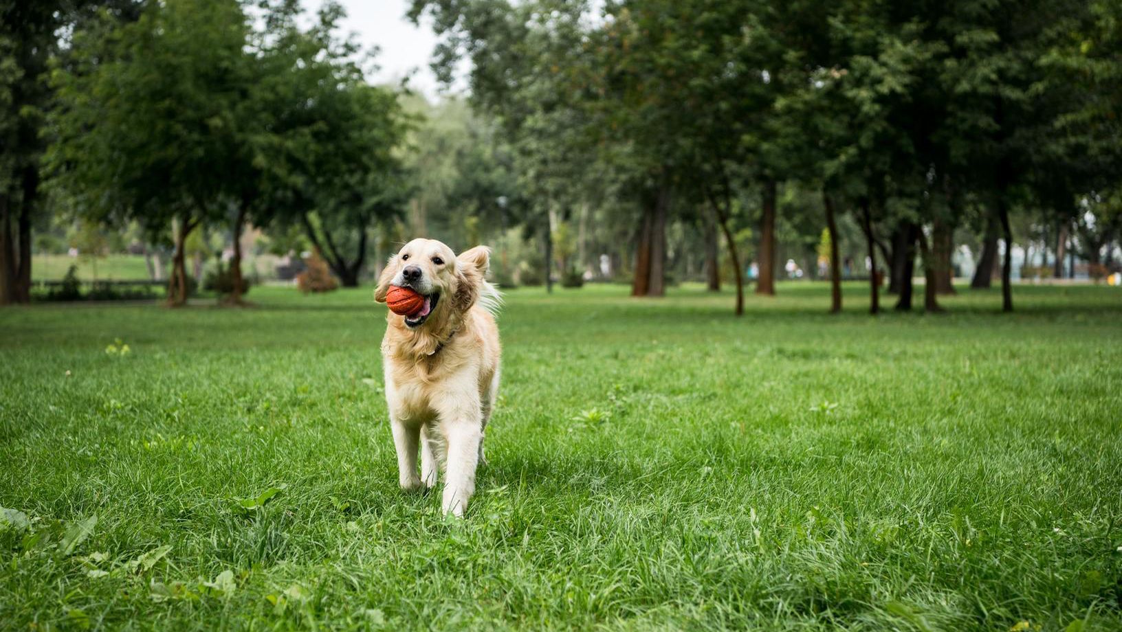 Dog running in a park with a ball