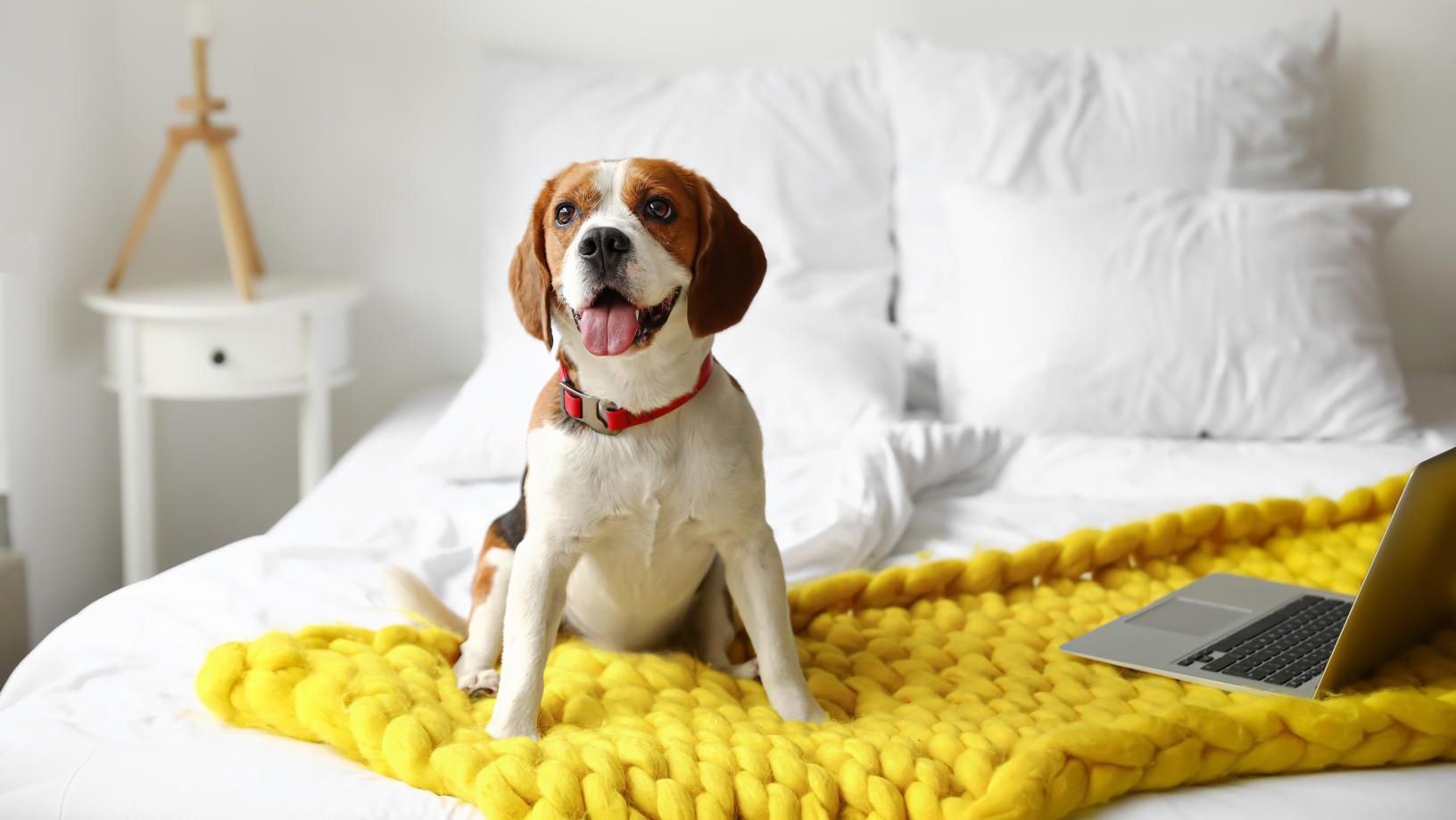 Dog sitting on bed with laptop