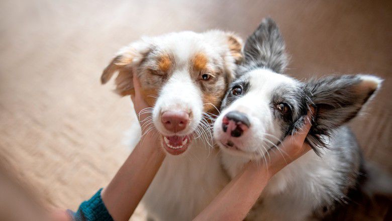 Two dogs posing together indoors