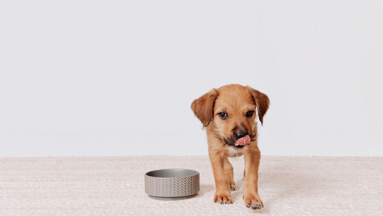 Brown puppy licking its lips next to a metal water bowl