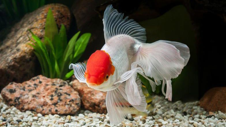 https://s7d2.scene7.com/is/image/PetSmart/WEBJAN26W3_3CU1_FISH_DT