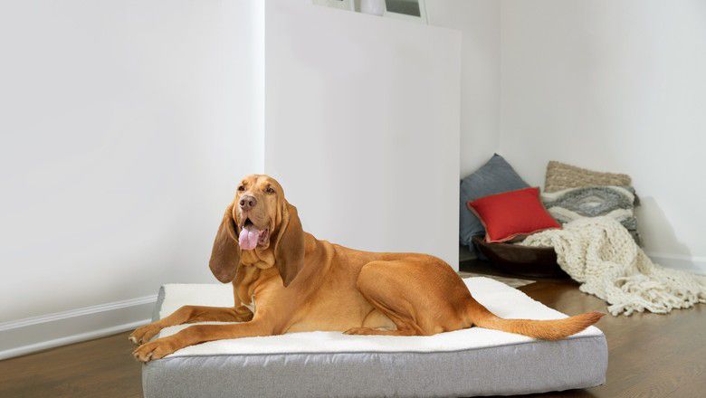 Pet owners sitting with their dog indoors