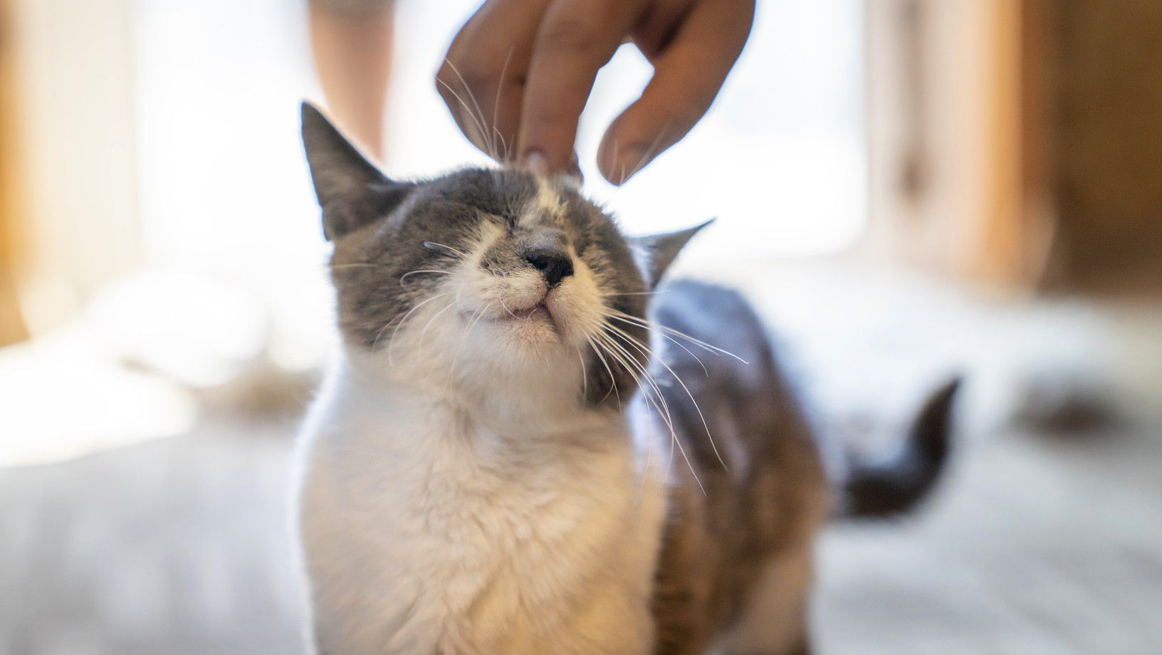 Gray and white cat enjoying head scratches from owner