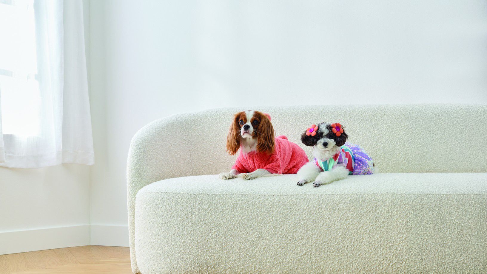 Two dogs wearing clothes sitting on a couch