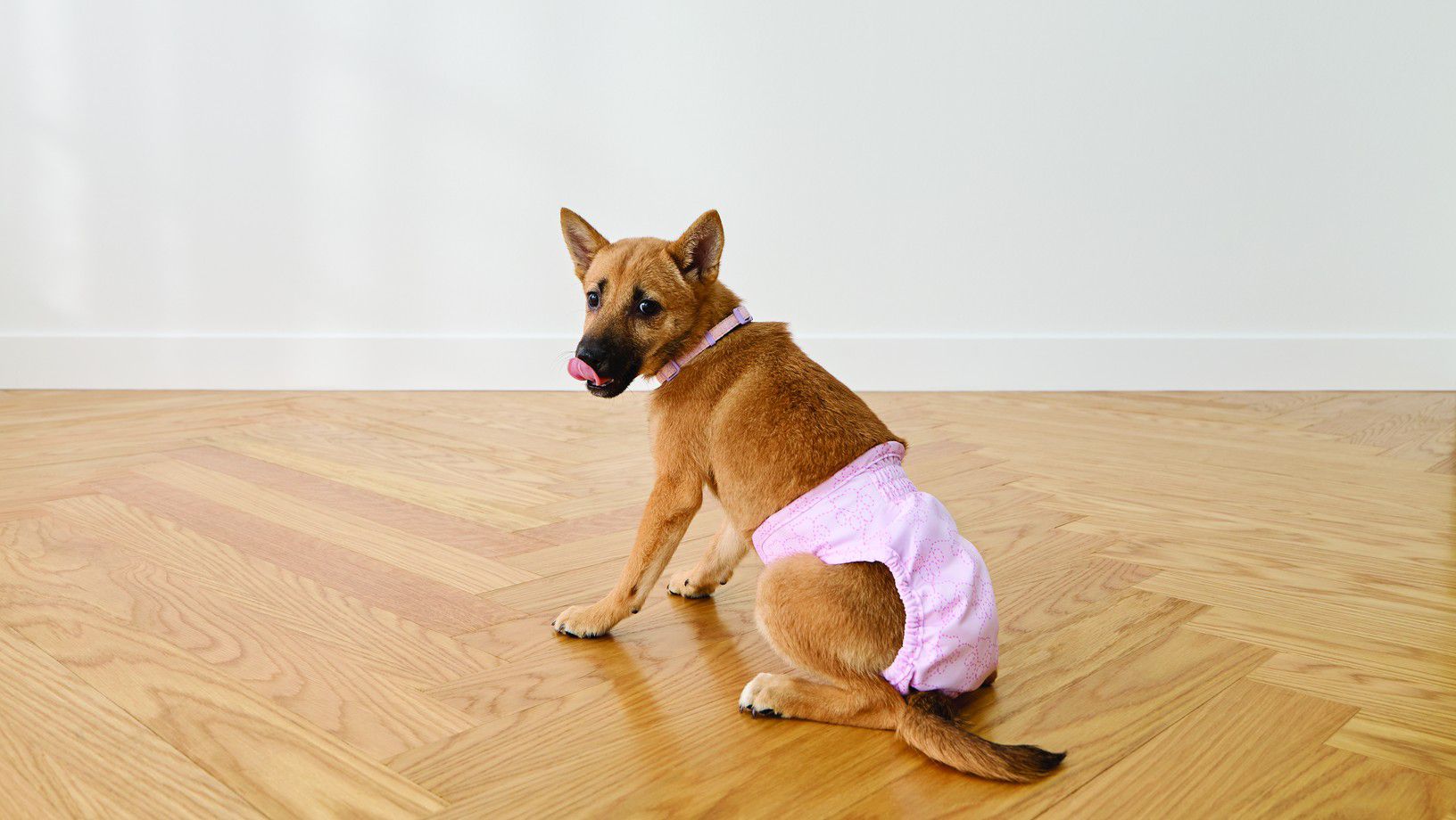 Puppy wearing a dog diaper indoors