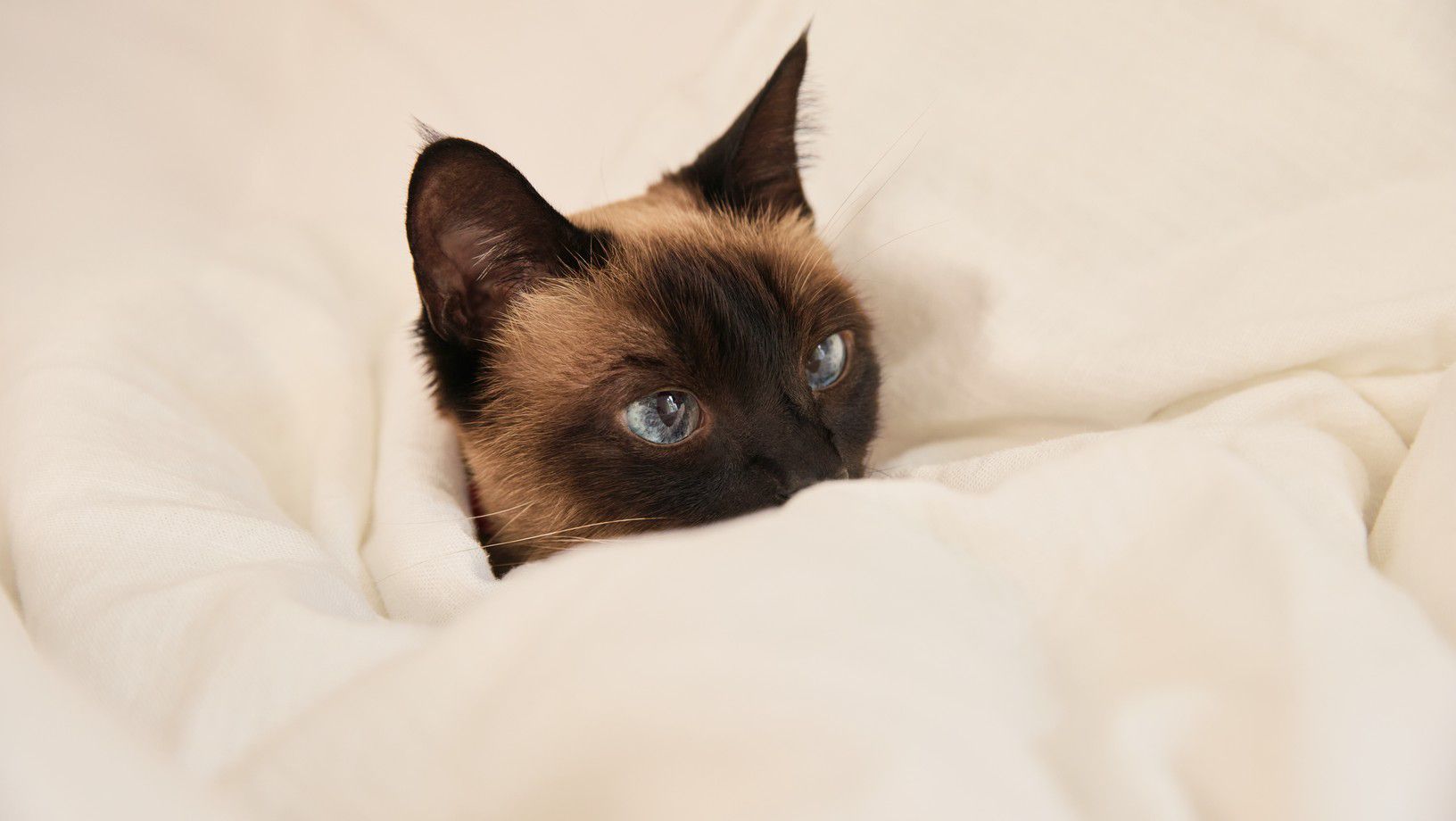 Siamese cat with blue eyes resting under a white blanket