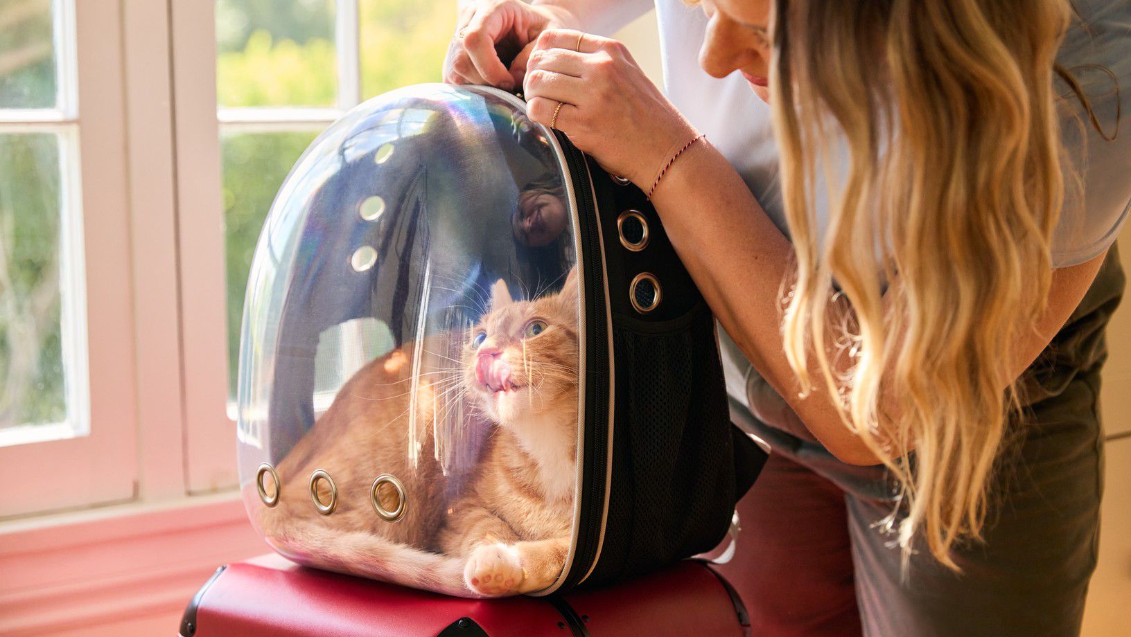 Cat sitting inside a cat backpack carrier