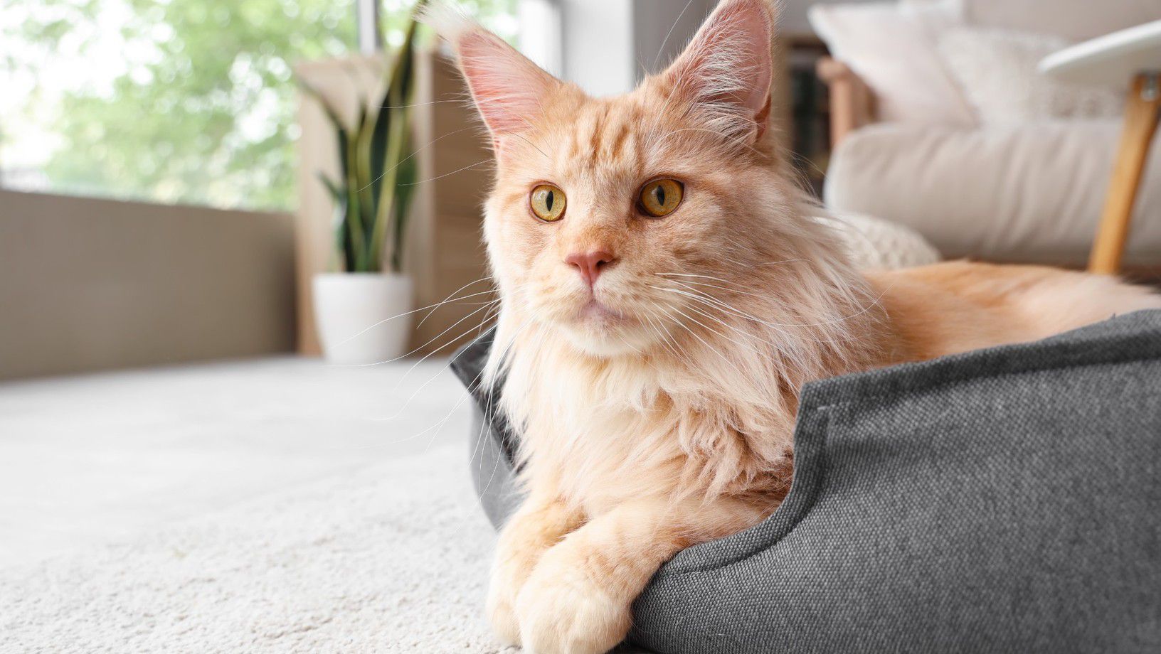Orange cat resting in a cat bed indoors
