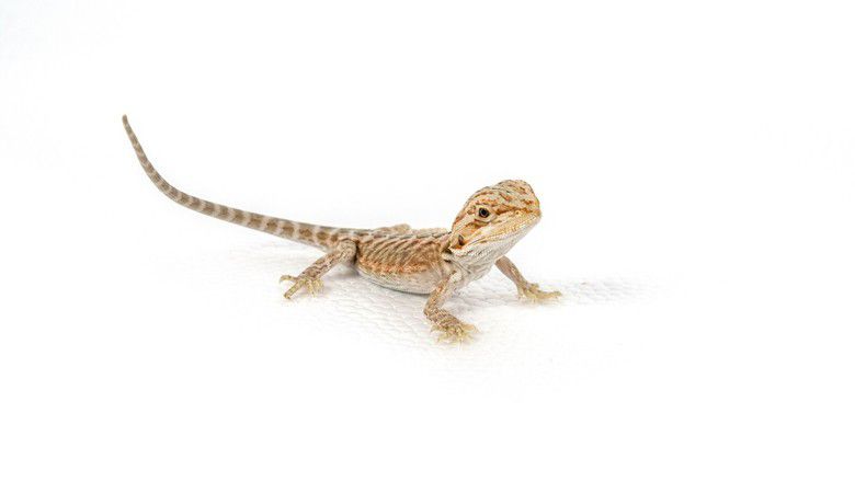baby bearded dragon on white background