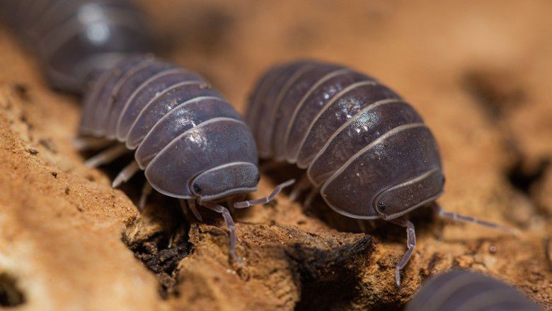 isopods