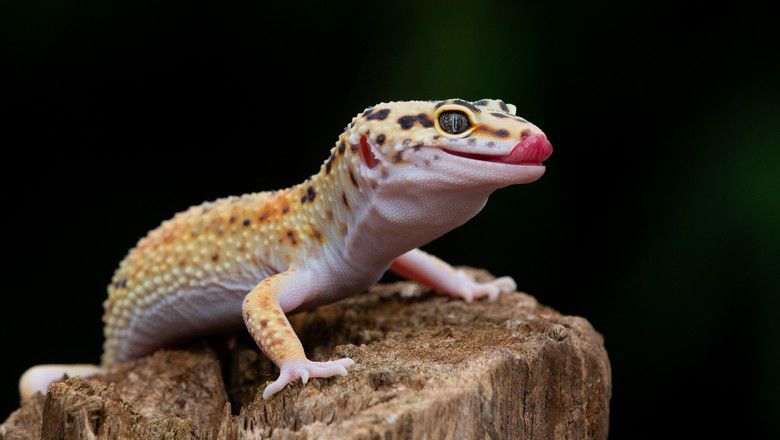 leopard gecko with water on his chin