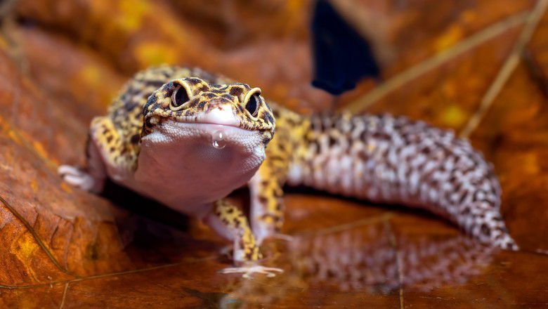 cute smiling leopard gecko