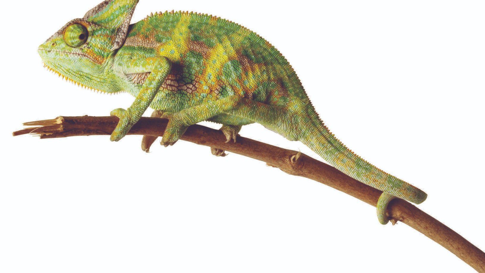 green lizard on branch