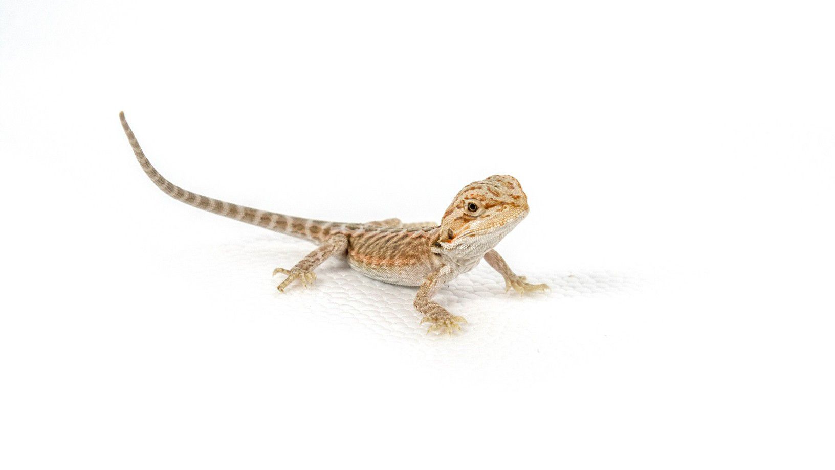 baby bearded dragon on white background