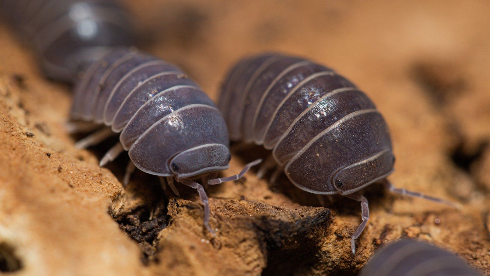 isopods
