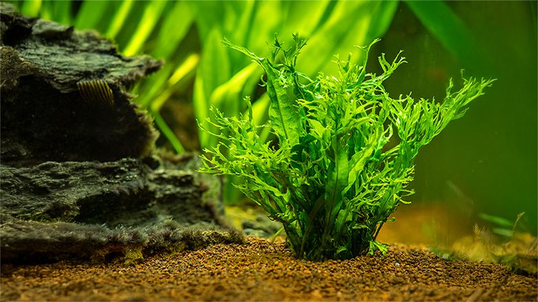 Aquatic Plant Guide 3 Card Image