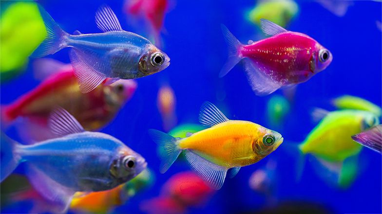 Glofish Care Guide 3 Card Image