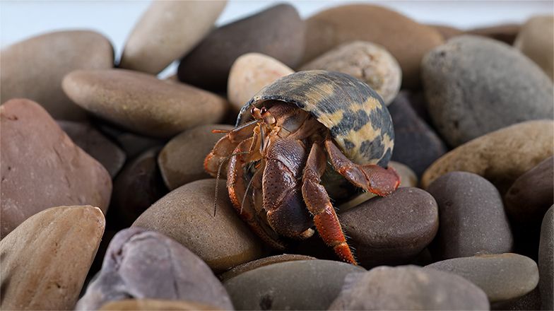 Hermit Crab Guide 3 Card Image