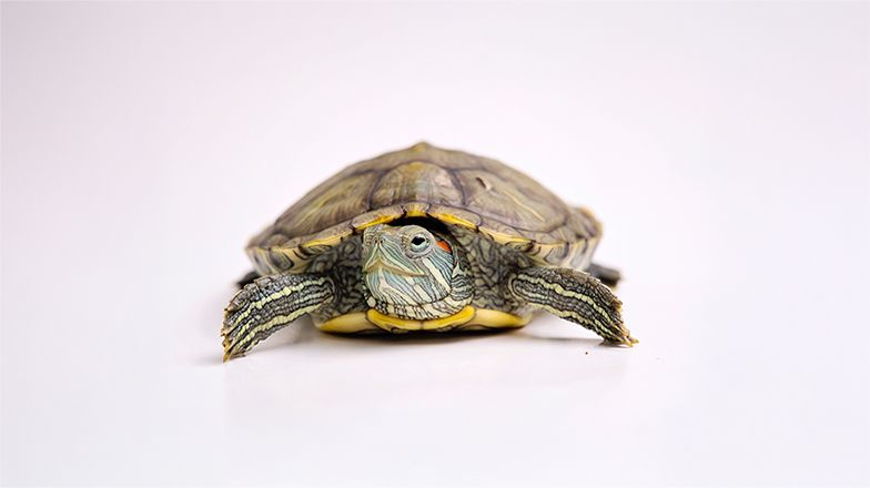 Red Eared Slider Turtle  3 Card Image