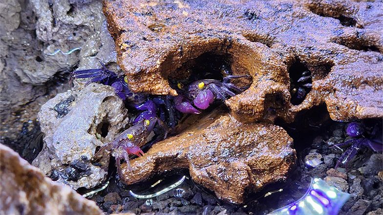 Vampire Crabs Image