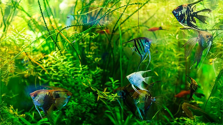 Semi-Aggressive Fish 3 Card Image