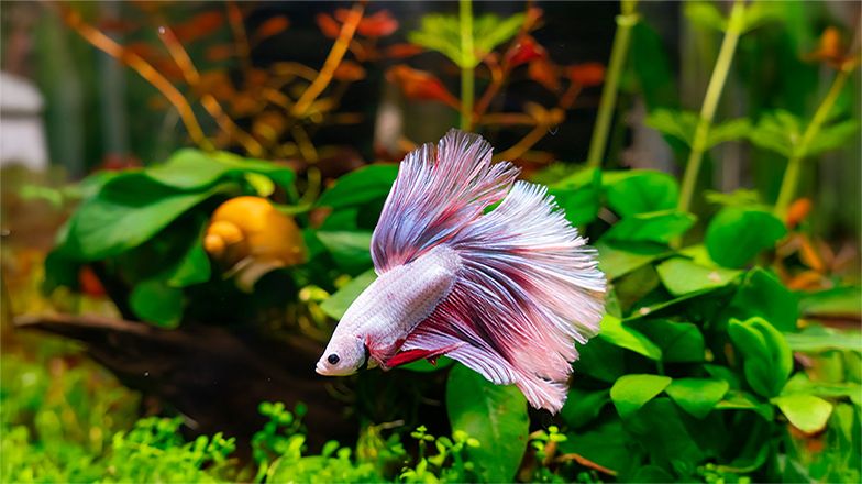Betta Fish Guide 3 Card Image