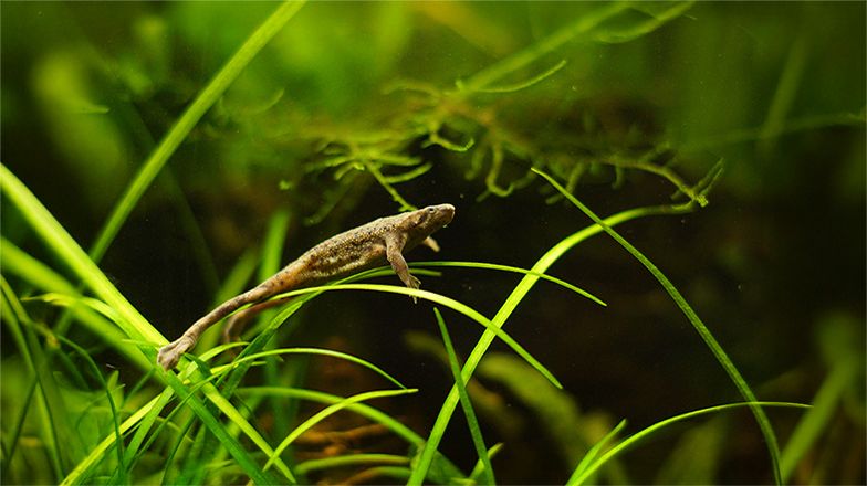 African Dwarf Frog 3 Card Image